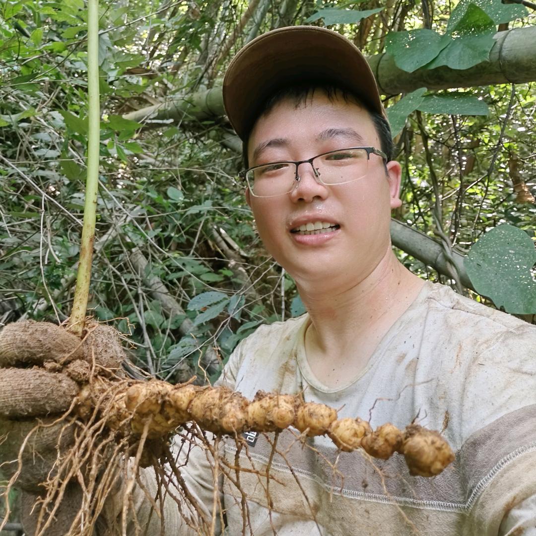 深山老黄
