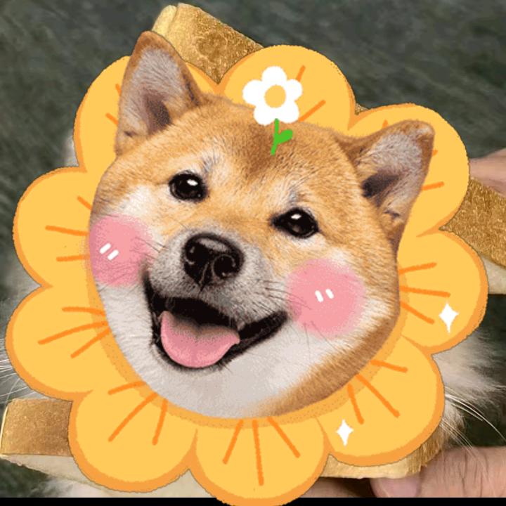 朝阳rr