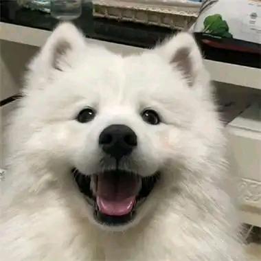 赏花悦