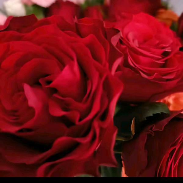 美杜🌹
