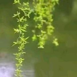才哥