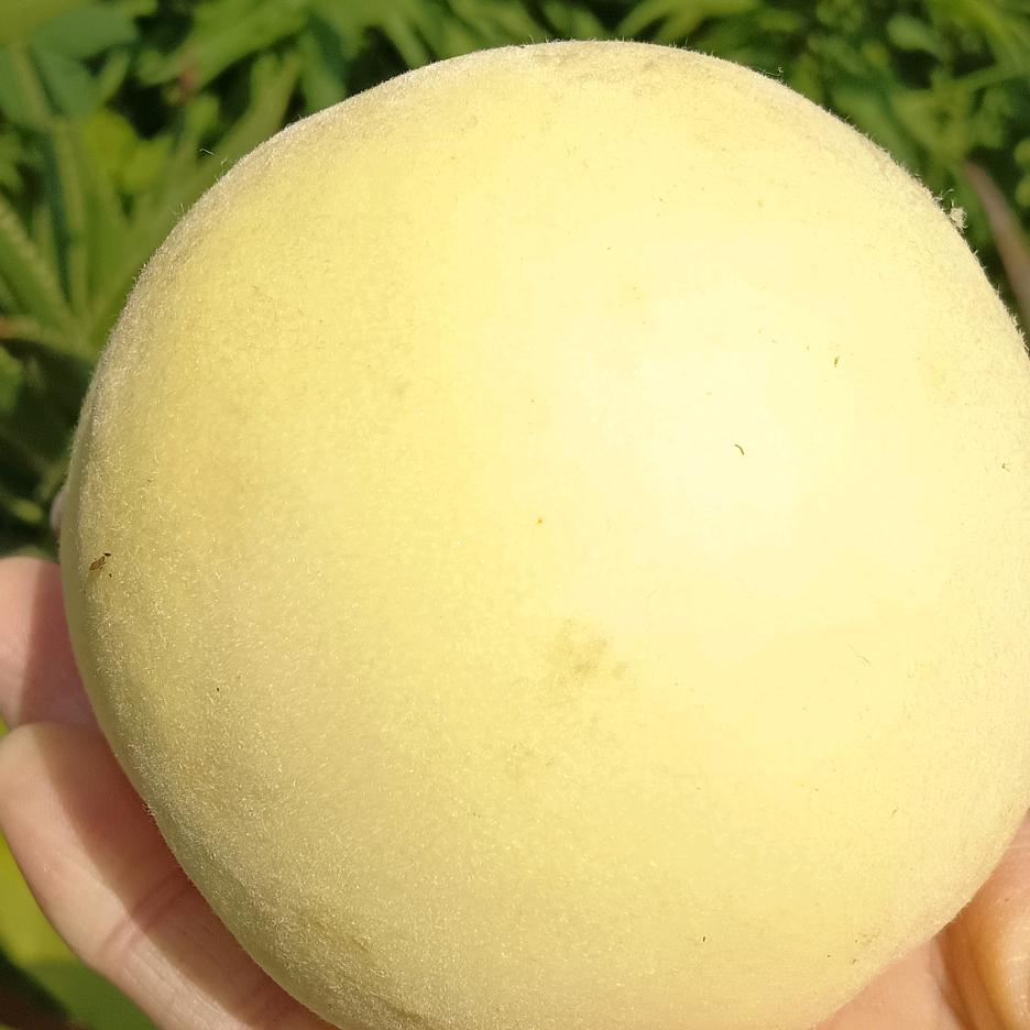 用户831730548749雪蜜桃预订中