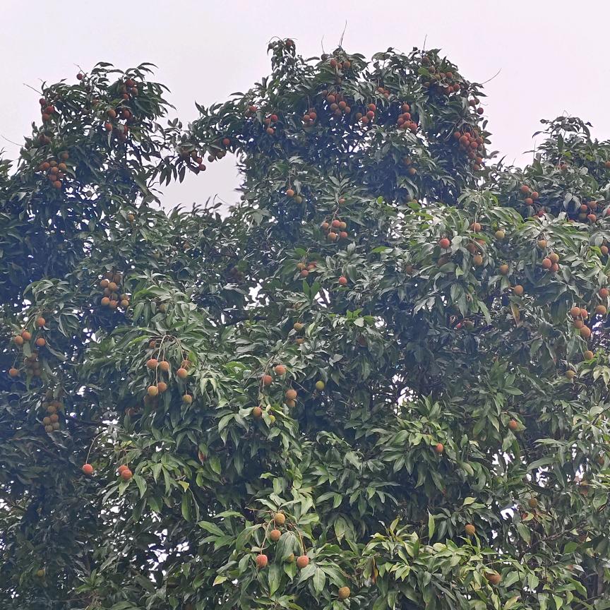 漫