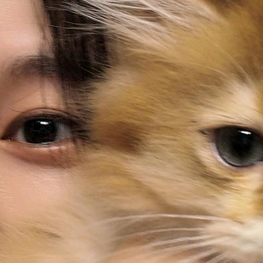 努力爆毛的元宝喵喵酱🐱