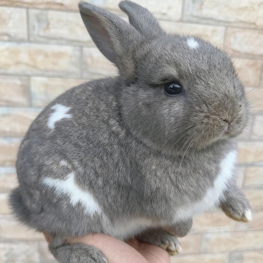 养兔子的小段🐰