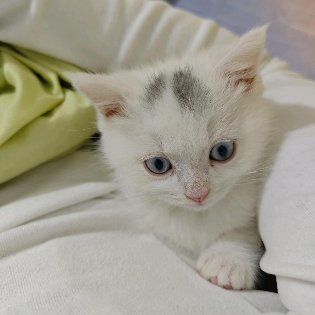 这河狸吗(●—●)