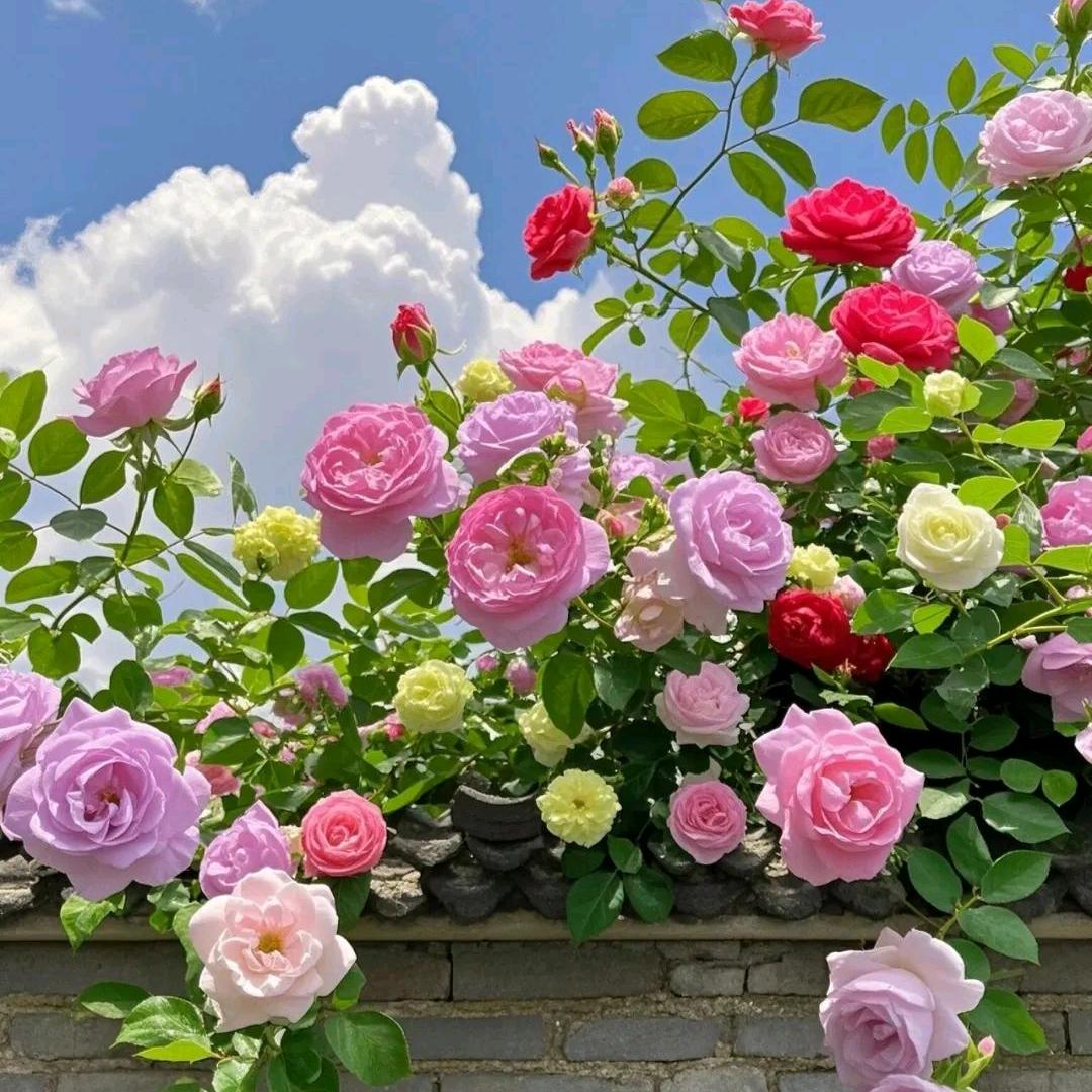 静♥(｡￫v￩｡)♥未来🥀💃