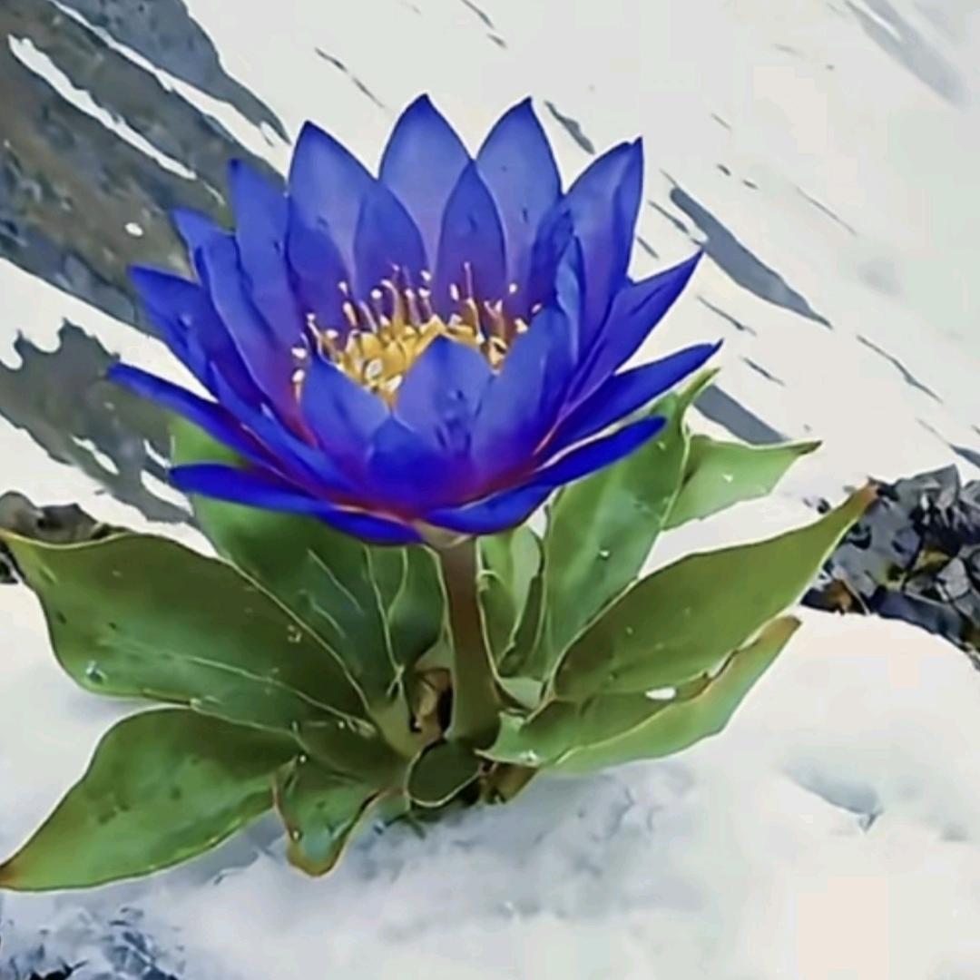 明静