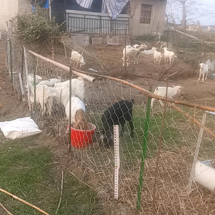 江苏泰州山羊养殖场