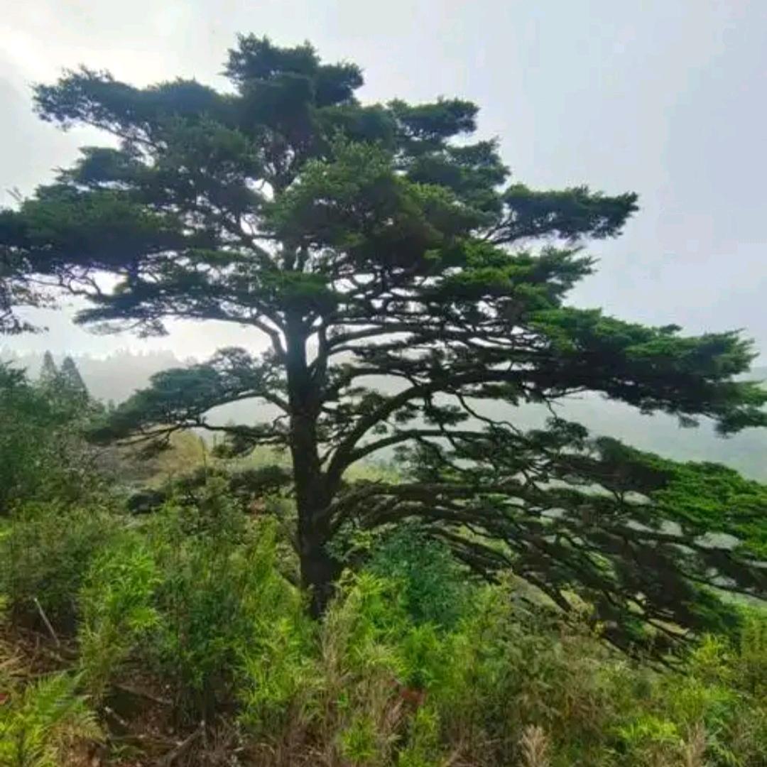 山村叶蔬奶奶的馒生活