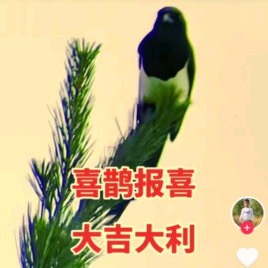 鑫森淼焱垚
