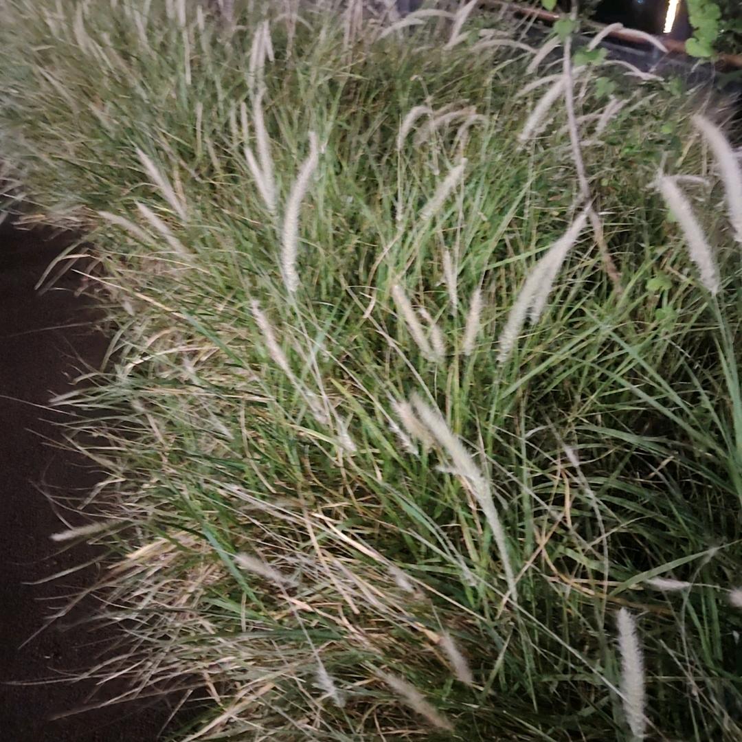 (ˊo̴̶̷̤  ̫ o̴̶̷̤ˋ)