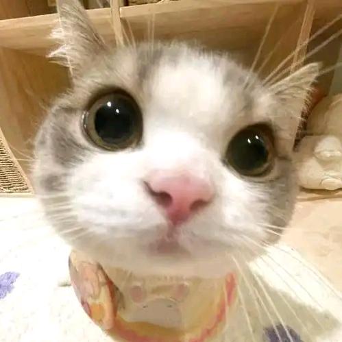 小恩恩