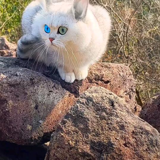 猫哥。