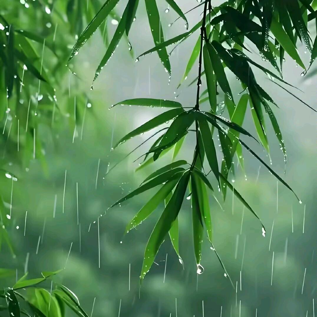 林中雨沐
