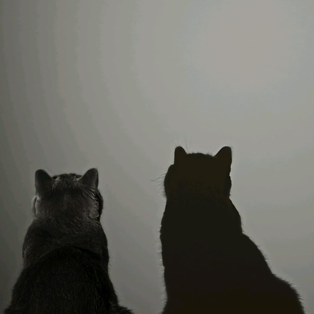 pp1