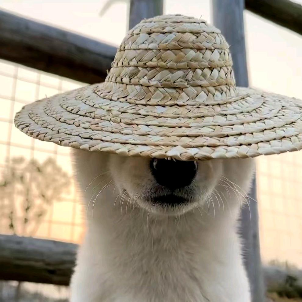 王得否 ฅ˙Ⱉ˙ฅ