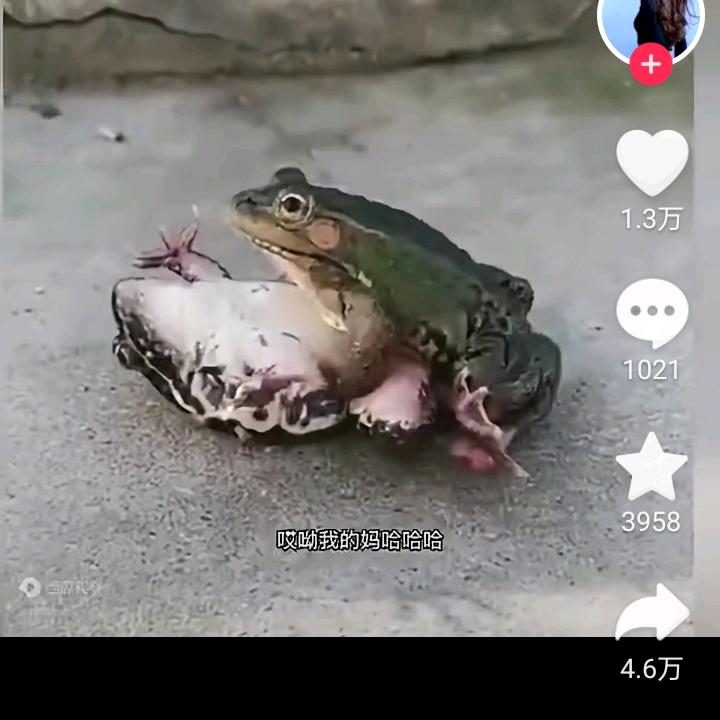 天狼
