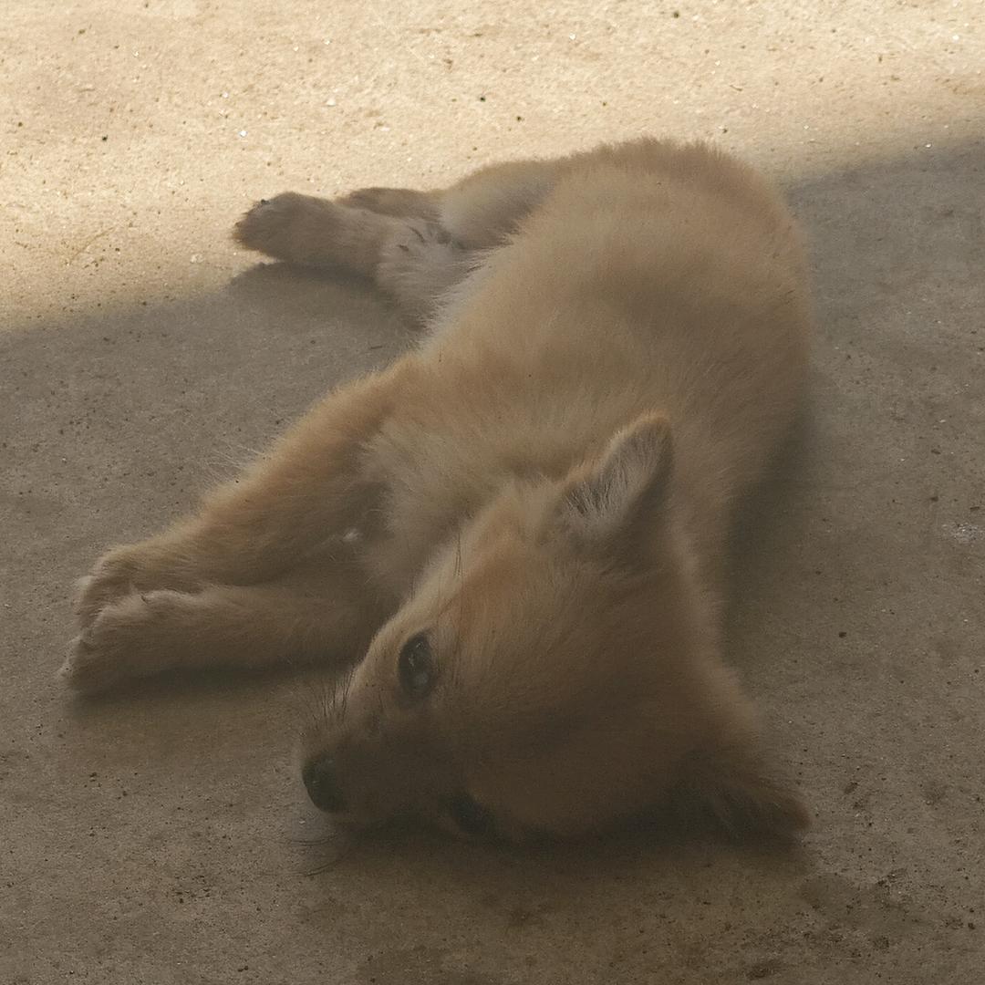 我是来招募的！