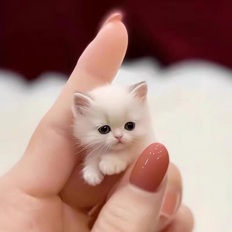 ꧔ꦿ傻丫头᭄💞