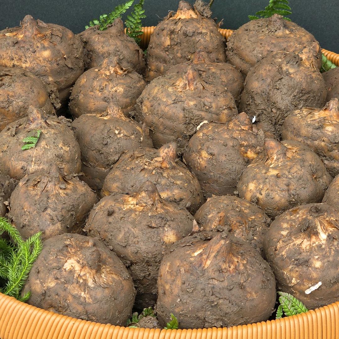 驰峰乌蒙山天麻