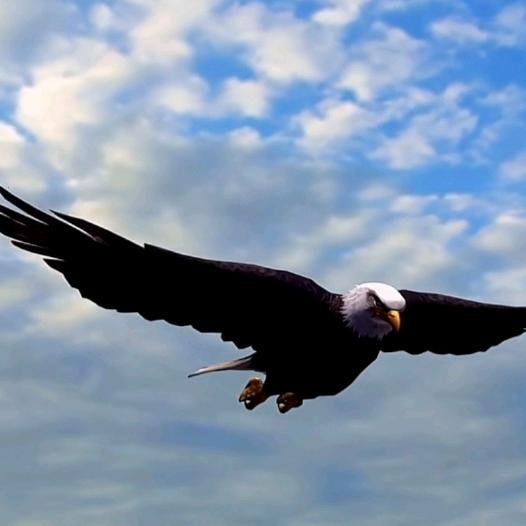 敖游天空的雄鹰