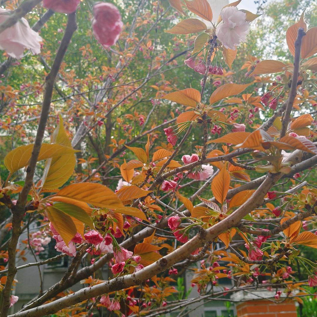 顺其自然🍀