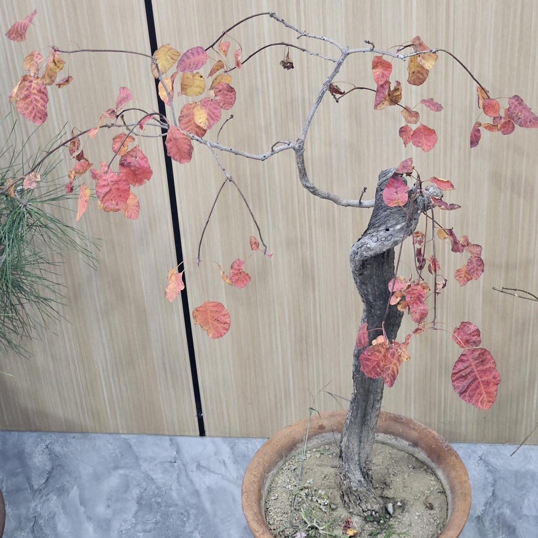 小雨子