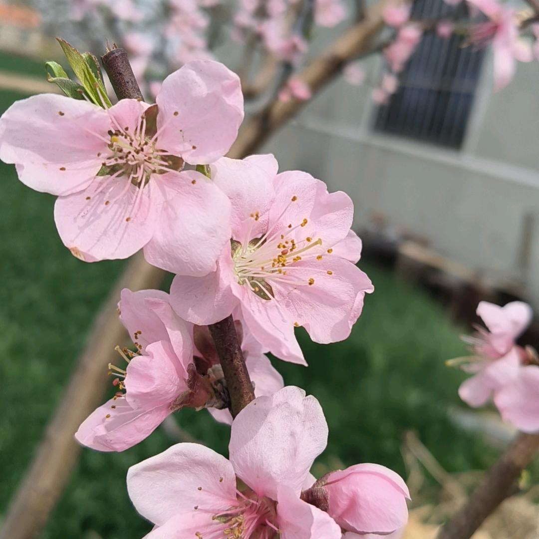 青春一去不复返