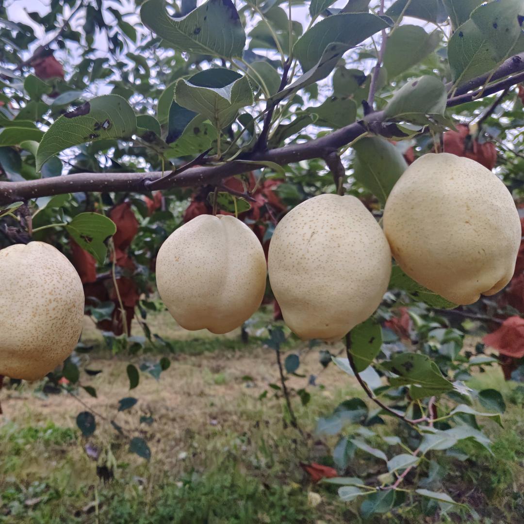 鄄城山农酥梨产业园