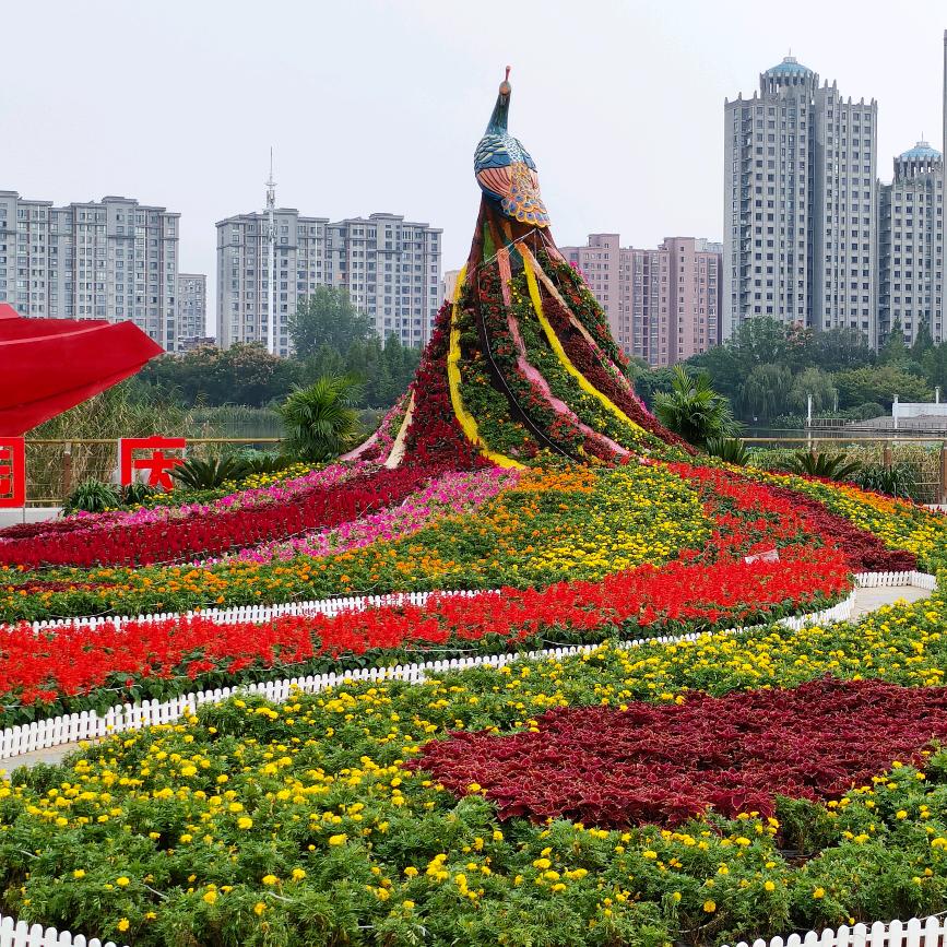 🌻芒果香🌻🐉