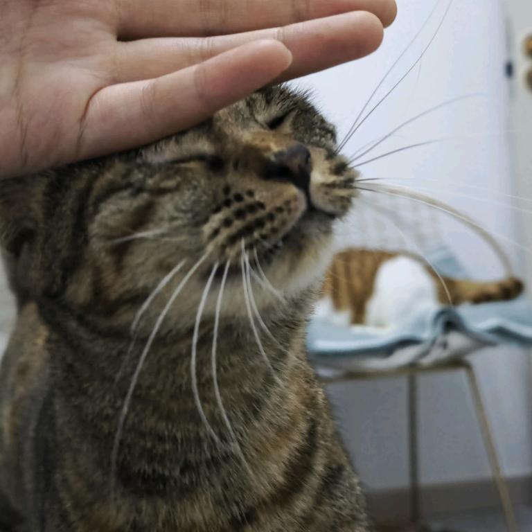 小海参与大胖橘