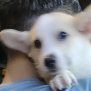 小雷雷
