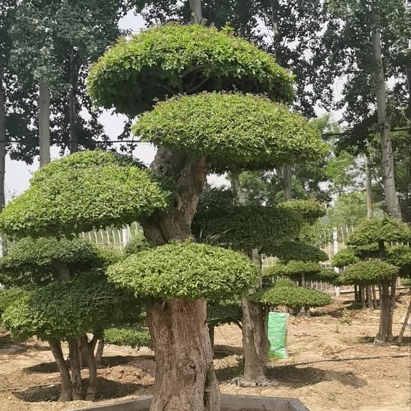 北京潮玩文化传媒有限公司