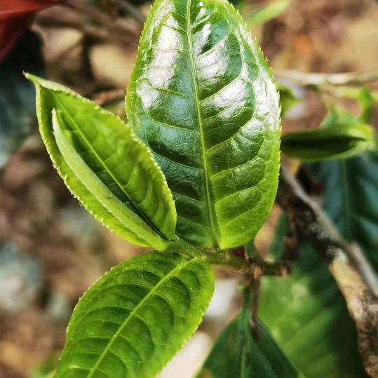 品正茶叶馆