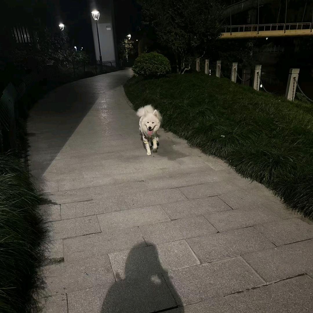 爱吃鱼的小汪汪