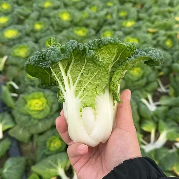 菜源组合