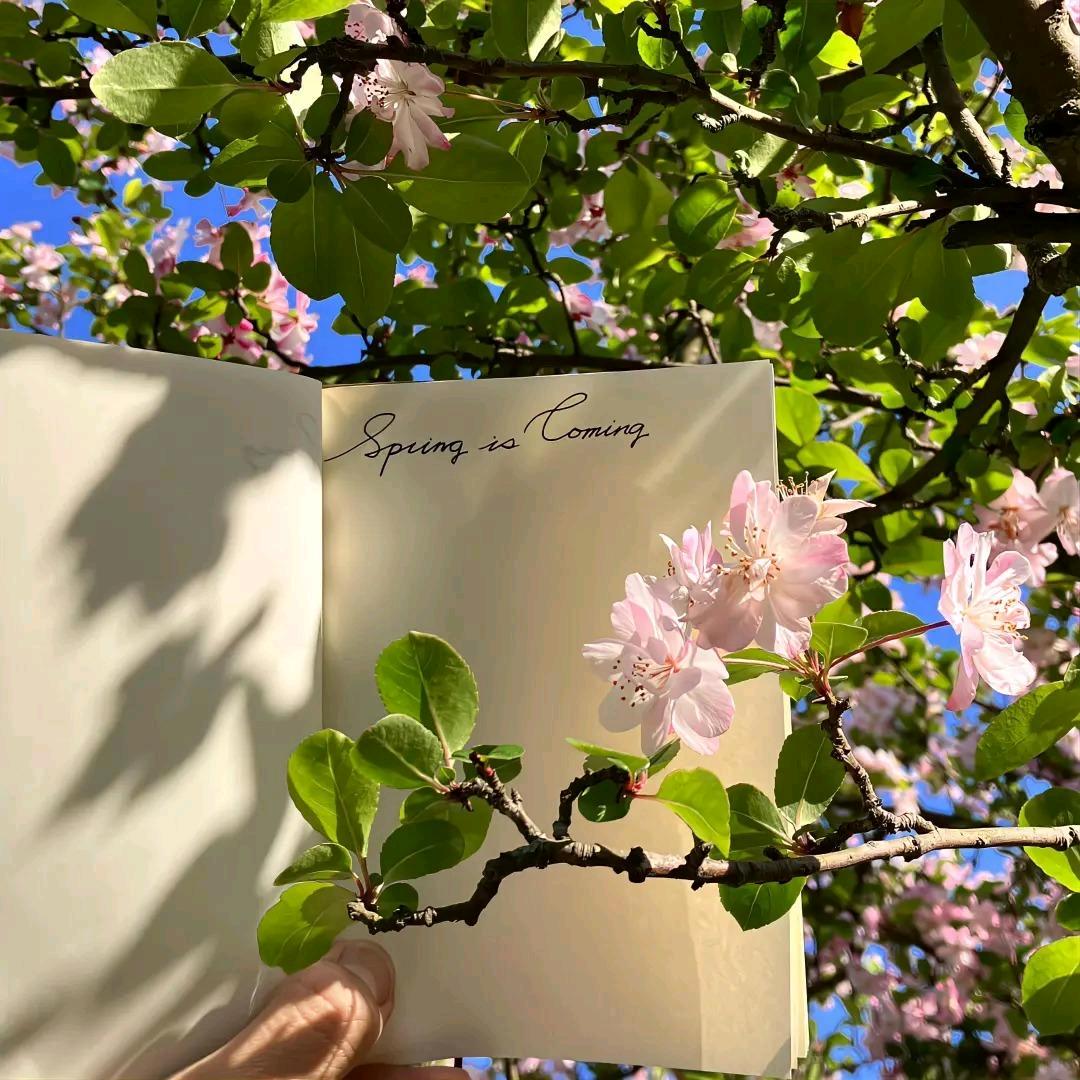 爱吃红薯的小绵羊