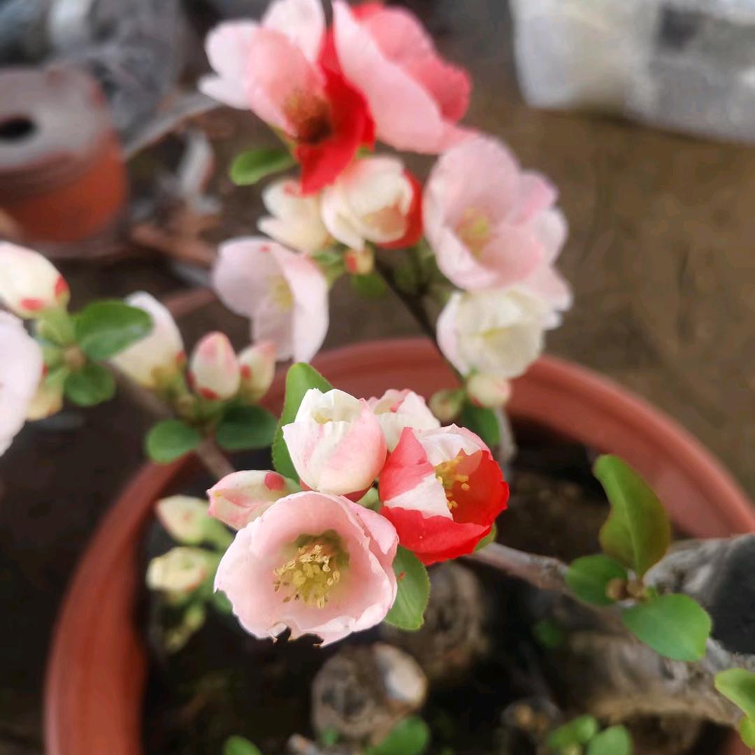 刘鹏飞郯胜苗木好货店