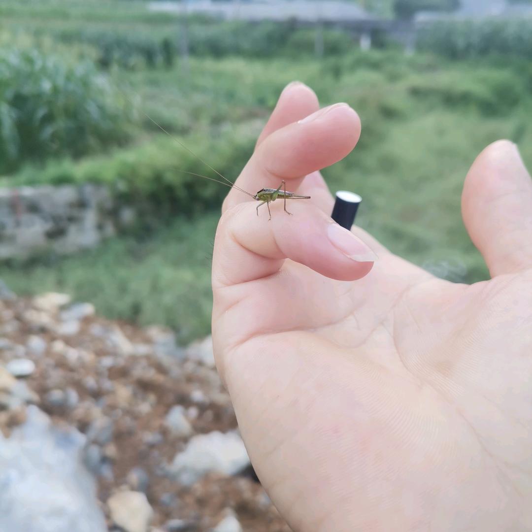 远合