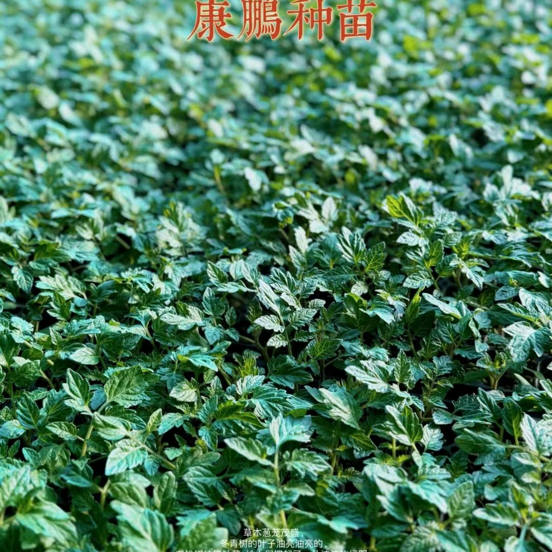 康学恩苗厂