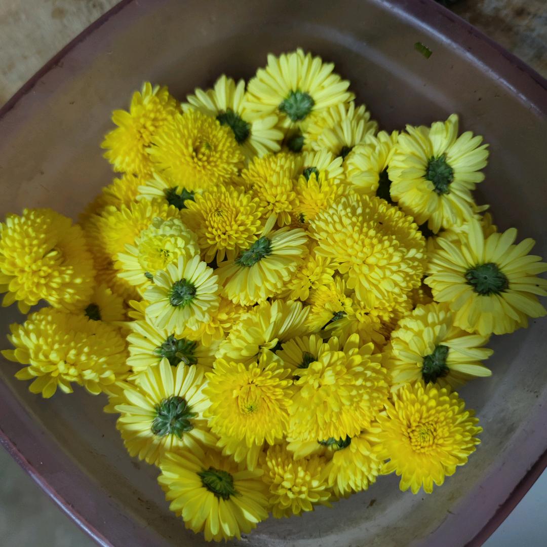 浪漫的姑娘🌹🌹🌹