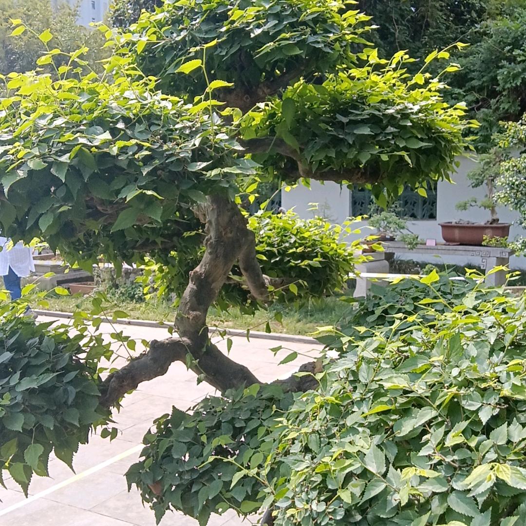 梦中情缘