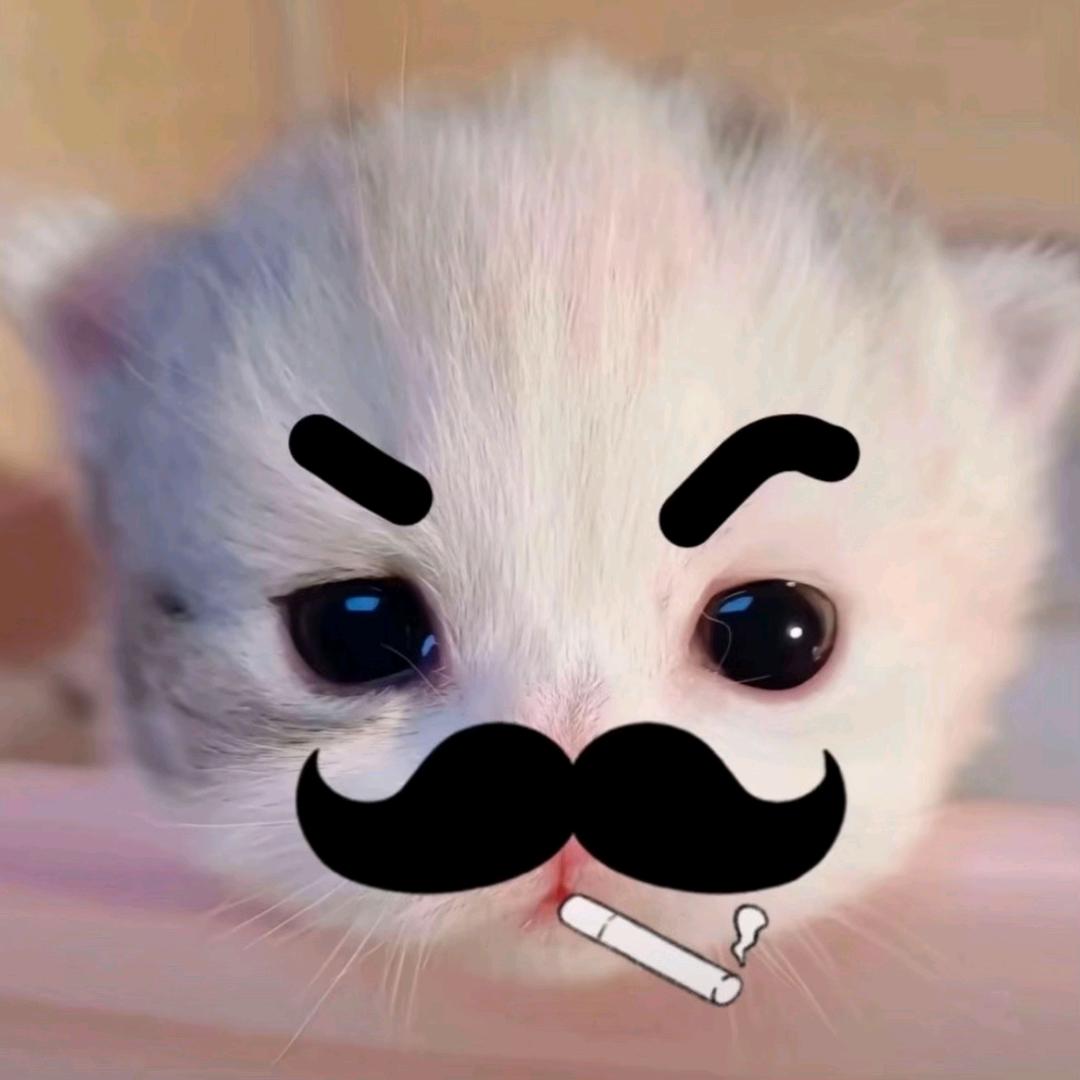 两只小猫的日常
