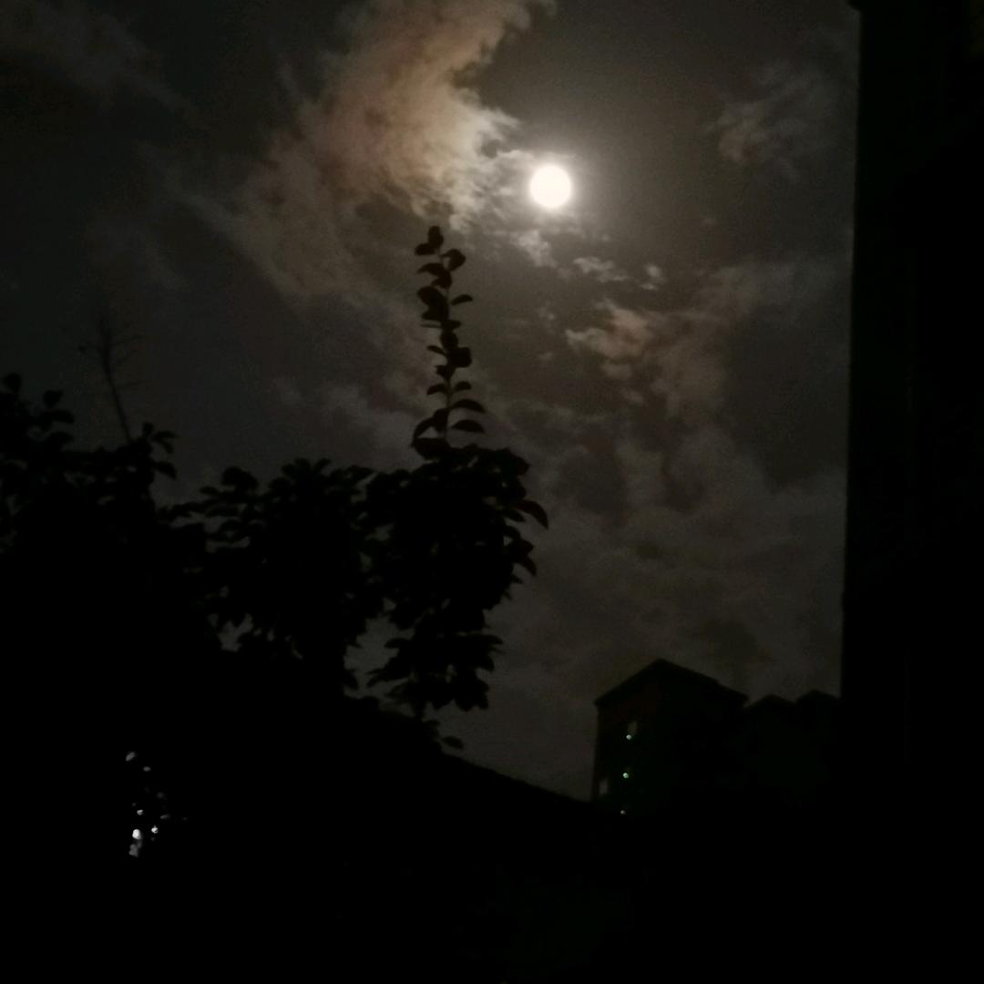 鸽子树