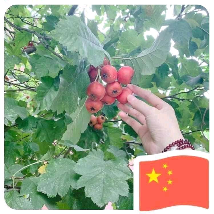 翟姐--贴墙布师傅