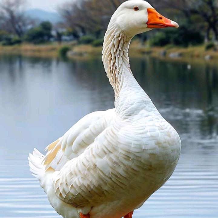🦢