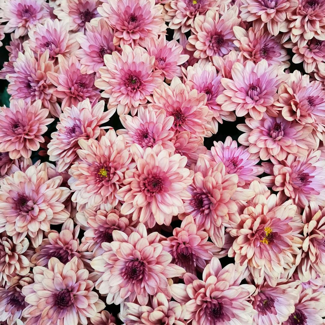 春华秋实，梦回花园