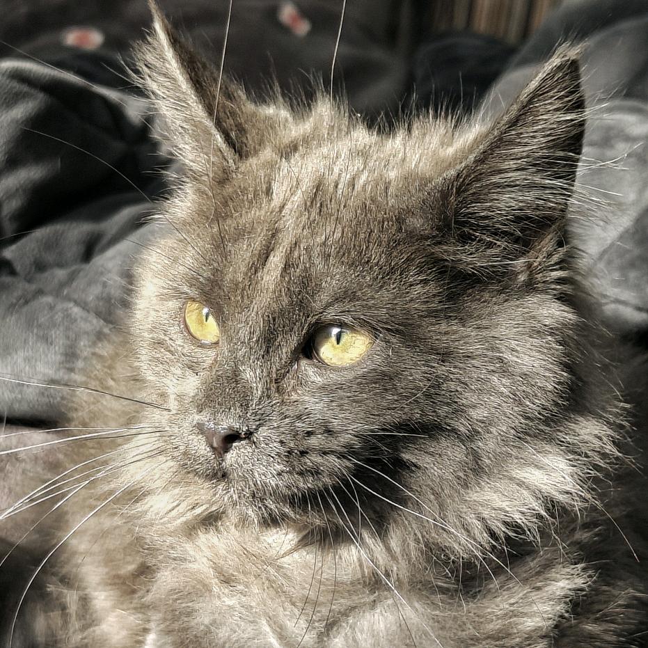 猫咪有灵
