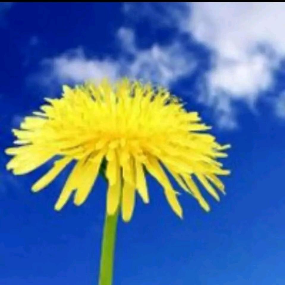 🌹 带刺的玫瑰🌹